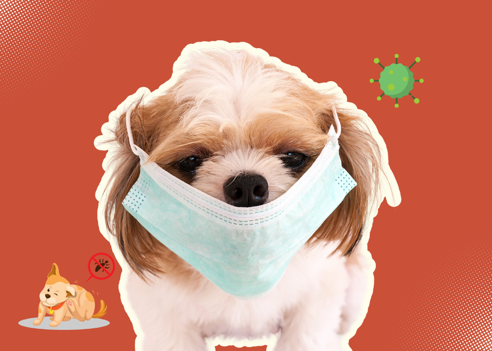 Summer Season Allergies in Dogs: Causes, Symptoms, and How to Help Your Furry Friend