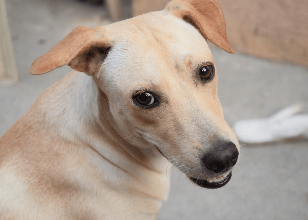 Aspin filipino dogs