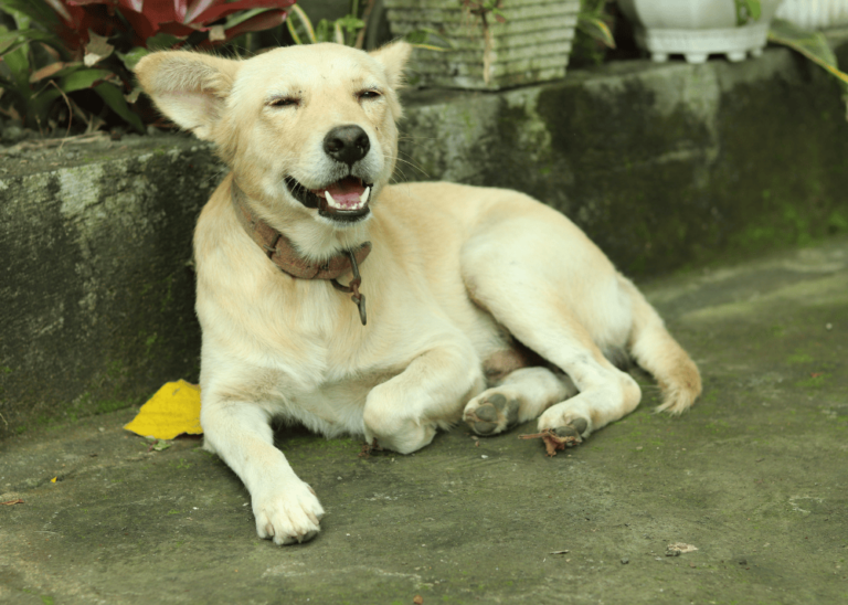 Aspin: Our Beloved Filipino Dogs