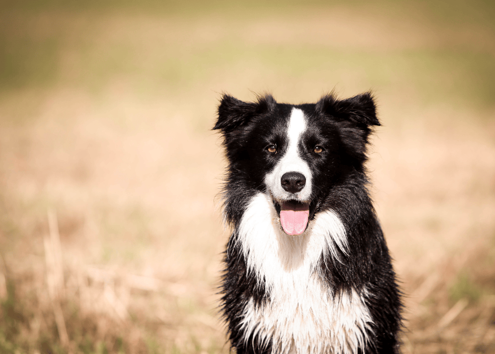 5 smartest dog breeds