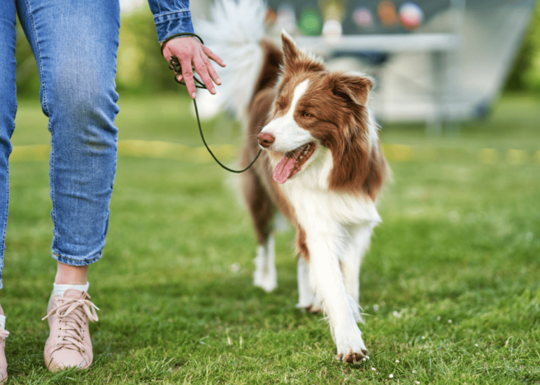 Border Collie with her owner