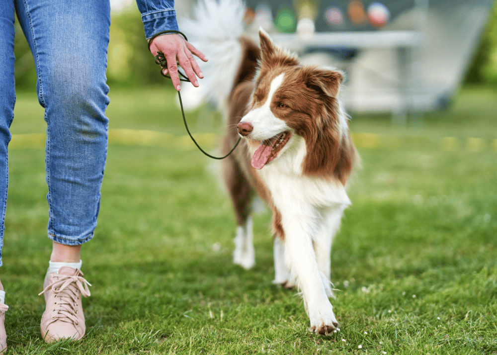 Essential Tips for First-Time Dog Owners: Everything You Need to Know