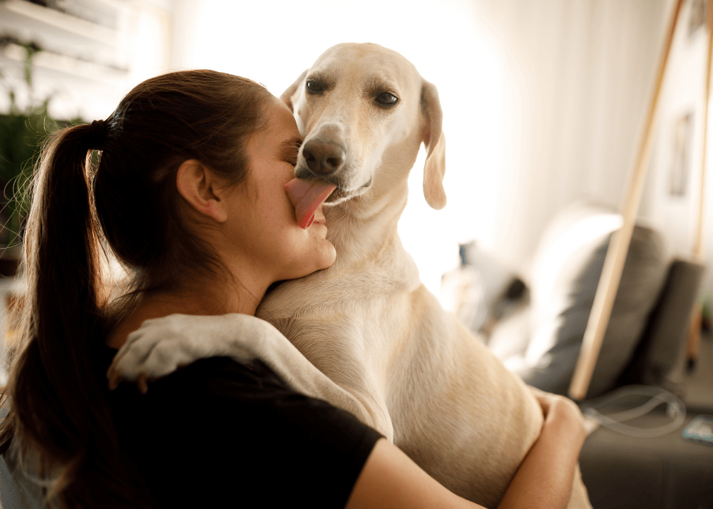 Why Does Your Dog Lick You?