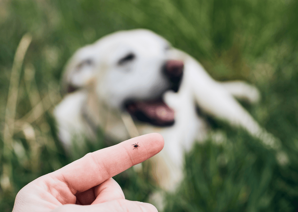 Ticks Are the Worst: Here’s How to Protect Your Dogs from Ticks