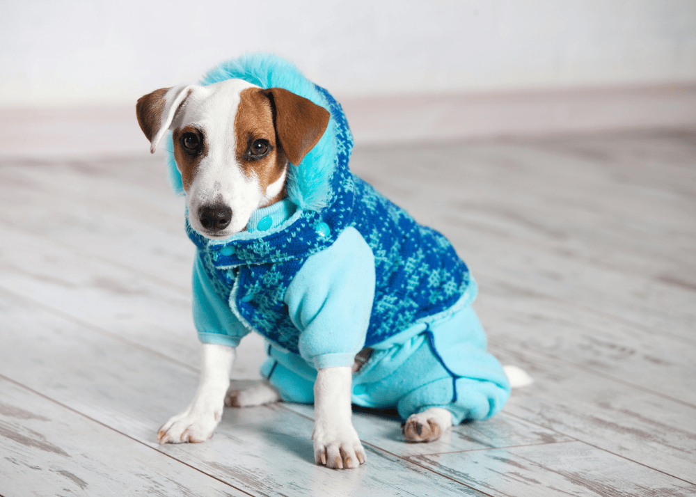 Does Your Dog Hate Wearing Clothes? Here’s What You Need to Know