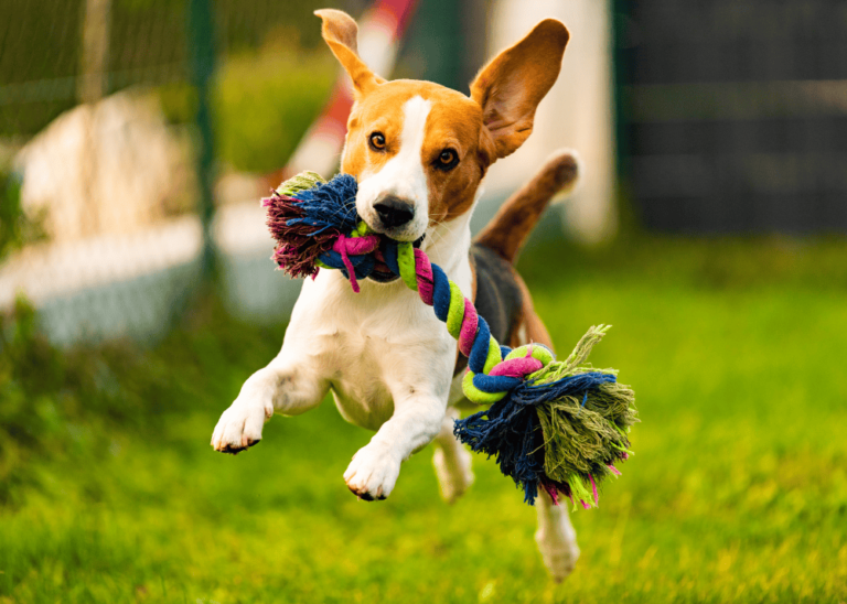 Dog playing at the backyard with a toy