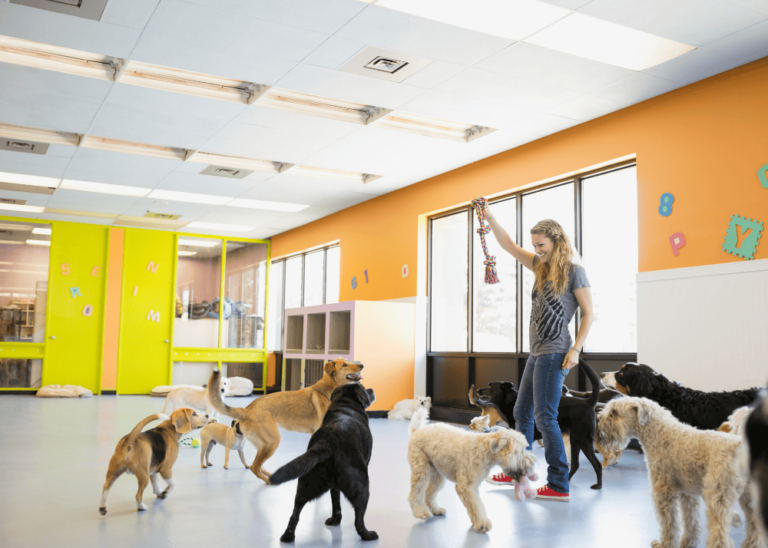 Dogs playing indoor with pet owner