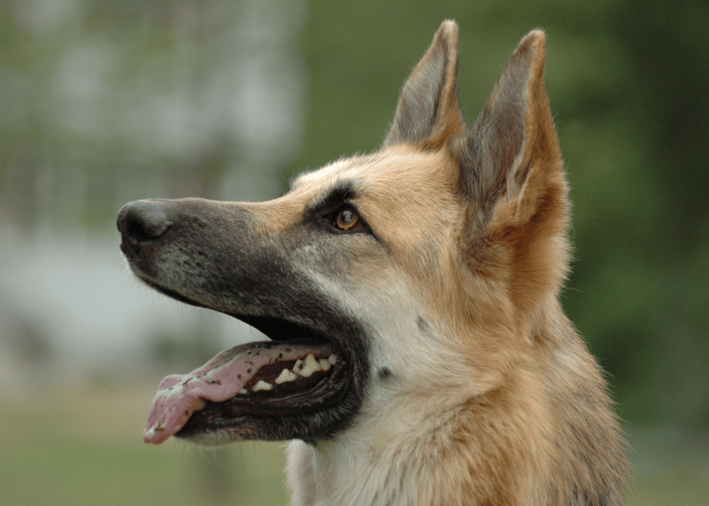 German Sheperd