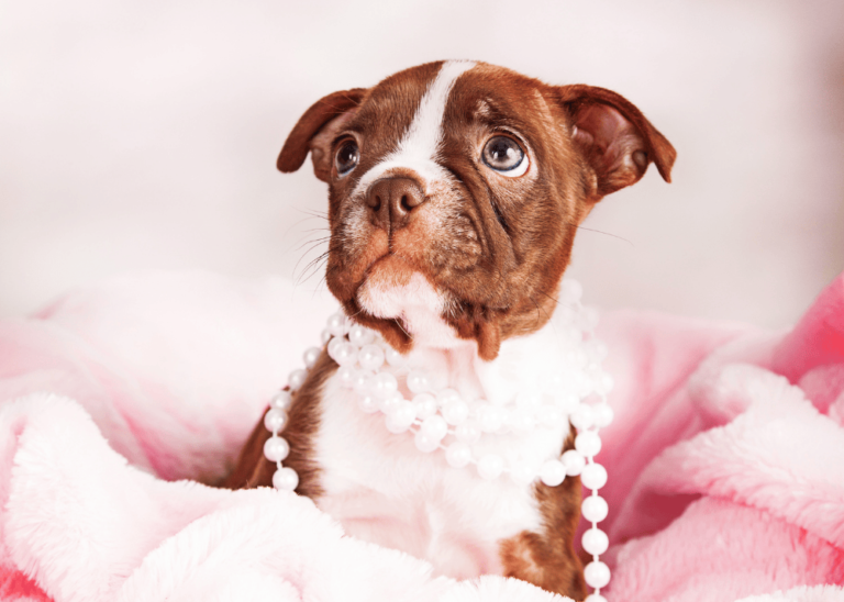 Girl puppy in pink background