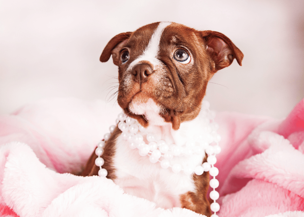 Best Female Dog Names to name your girl puppy