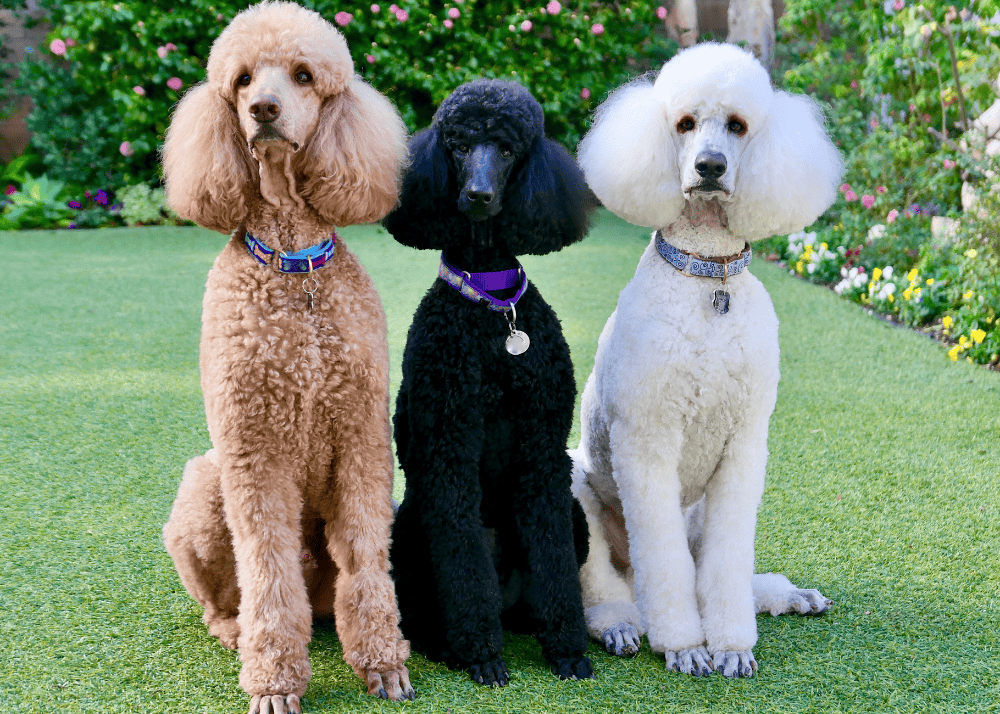 Poodles