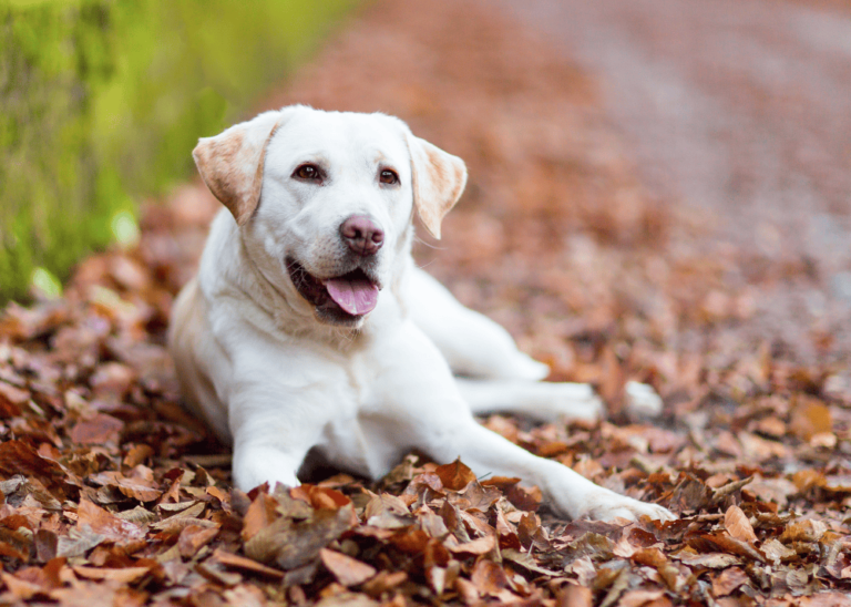 labrador retriever