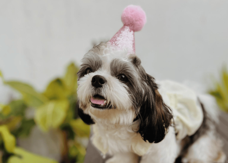 Shihtzu with party hat