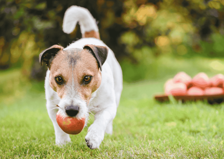 Dog with apple