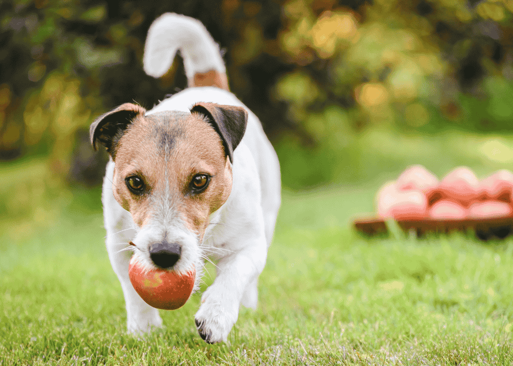 Can Dogs Eat Apples? Everything You Need to Know