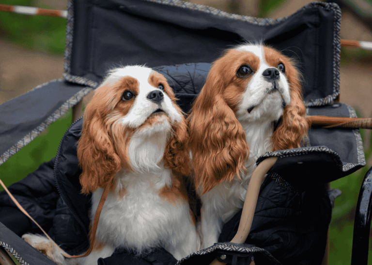 Cavalier King Charles Spaniel