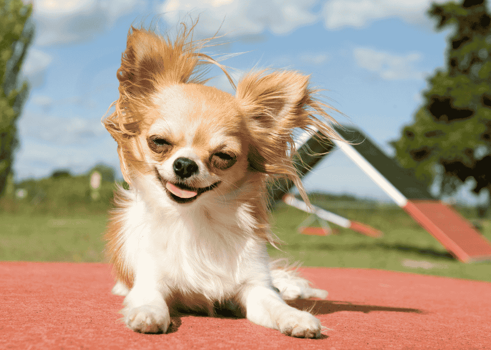 Everything You Need to Know About Chihuahuas