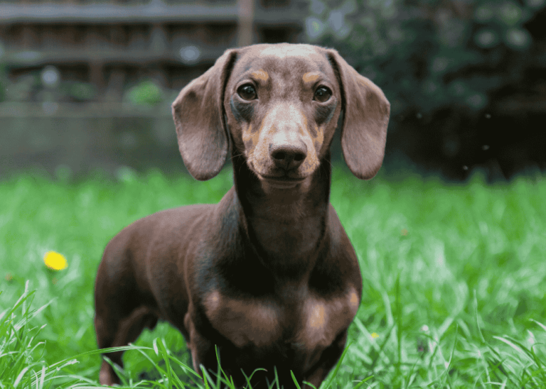 Dachshund