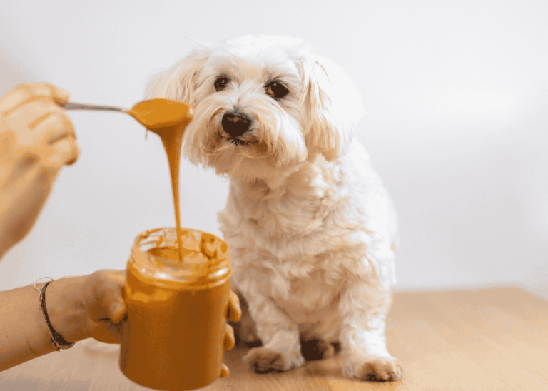 Peanut butter and dog