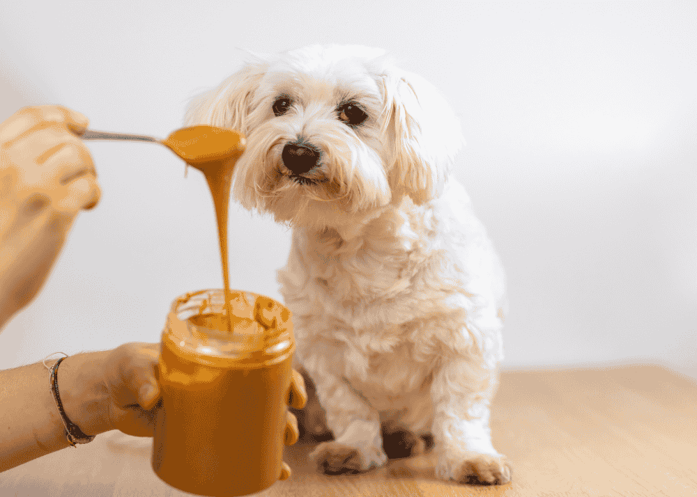 Is Peanut Butter safe for dogs?