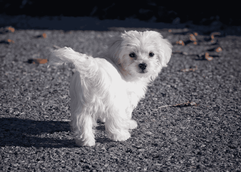 Maltese