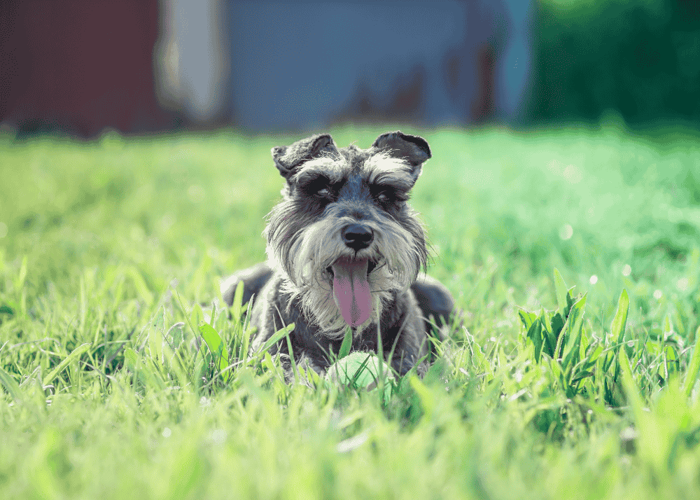 Miniature Schnauzer