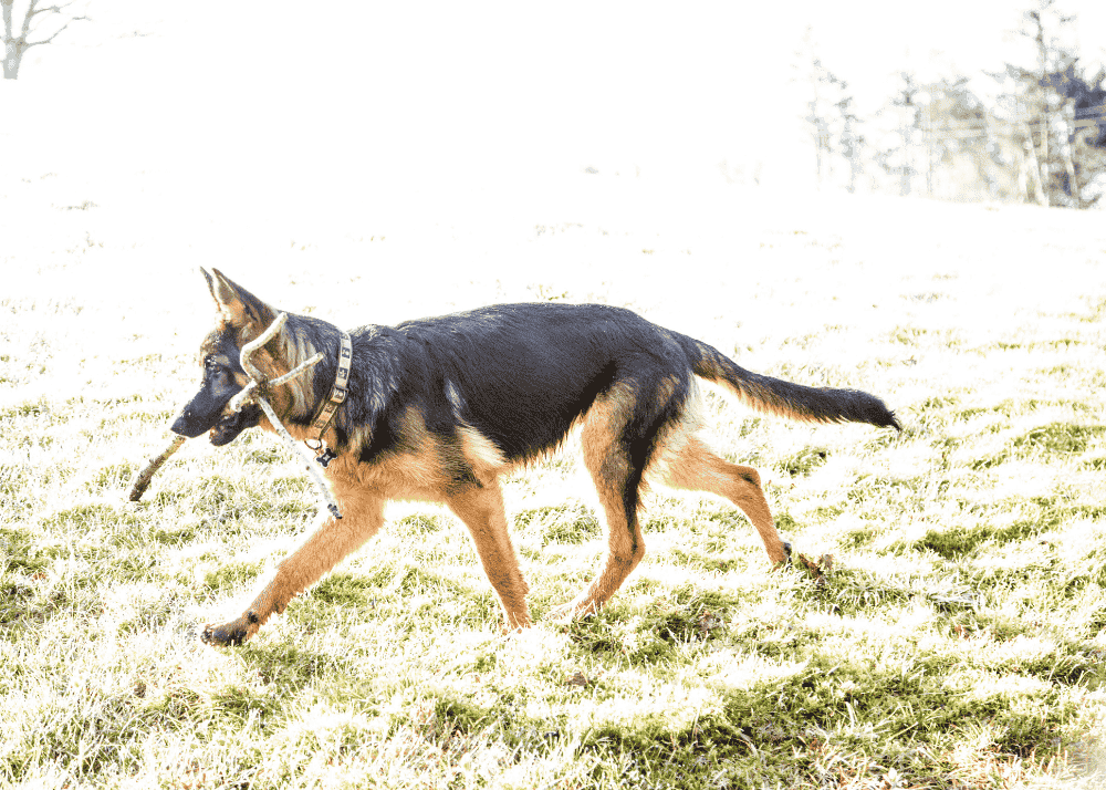 Playful Dog Breeds That Are Always Ready for Adventure