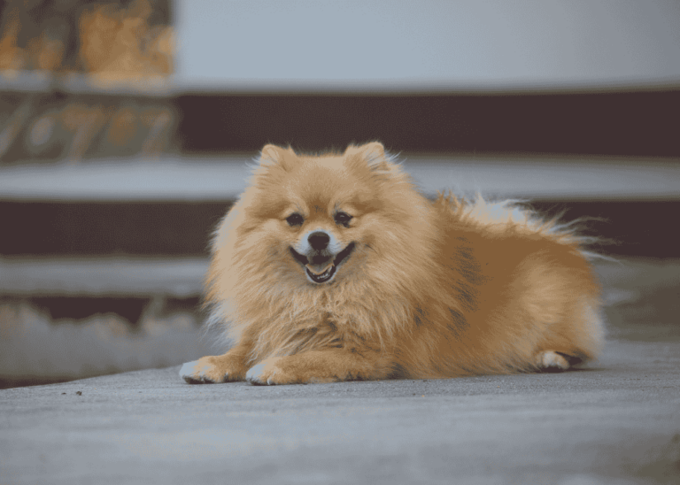 Pomeranian