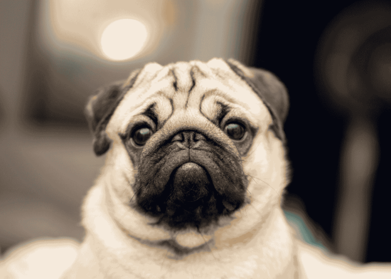 Pug