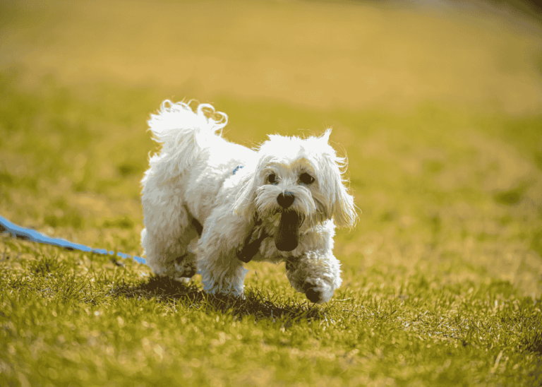 Shih tzu