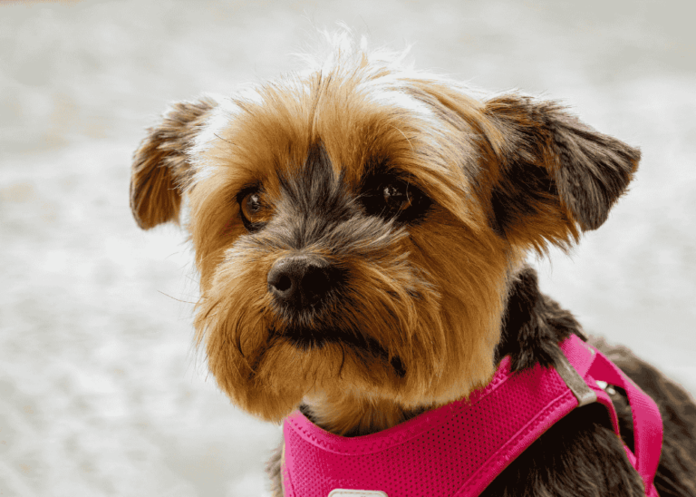 Yorkshire Terrier