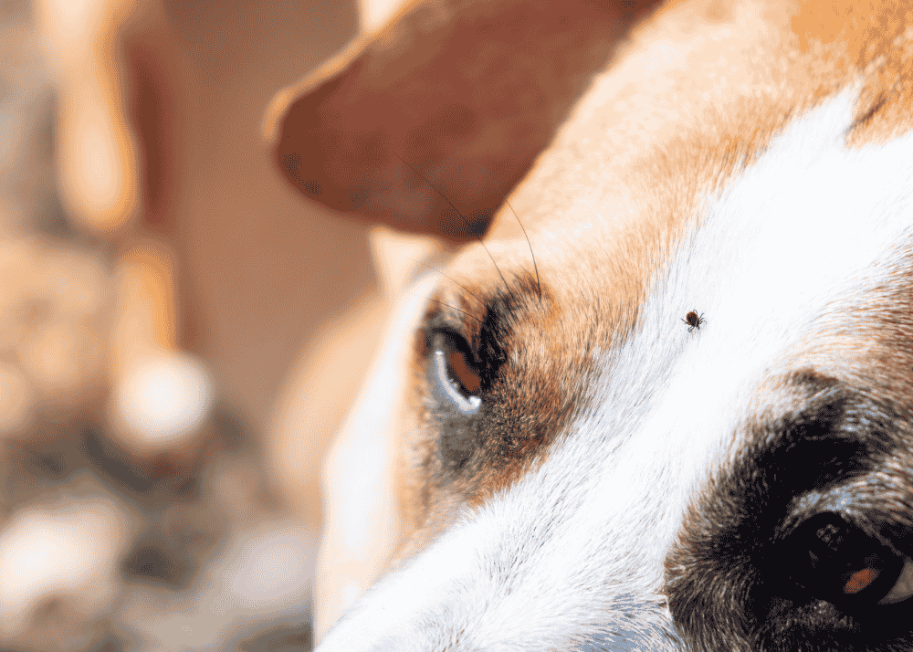 How to Remove Ticks from Your Dogs: Home Remedies and Product Recommendations