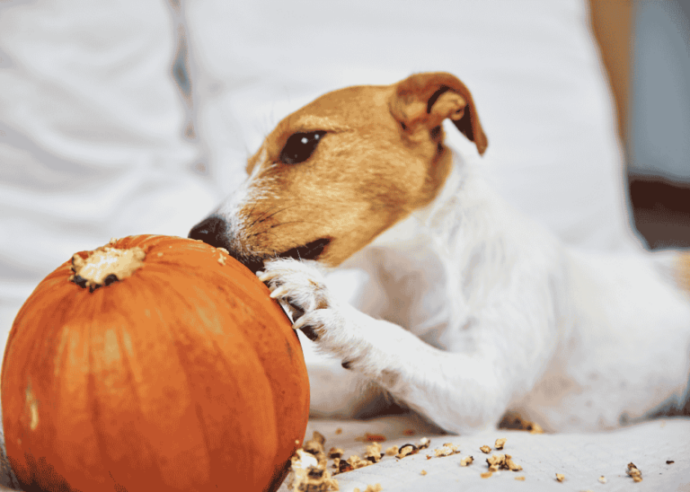 pumpkin with dog