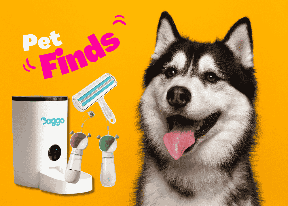 15 Affordable and Trendy Dog Essentials in the Philippines (Shopee finds)