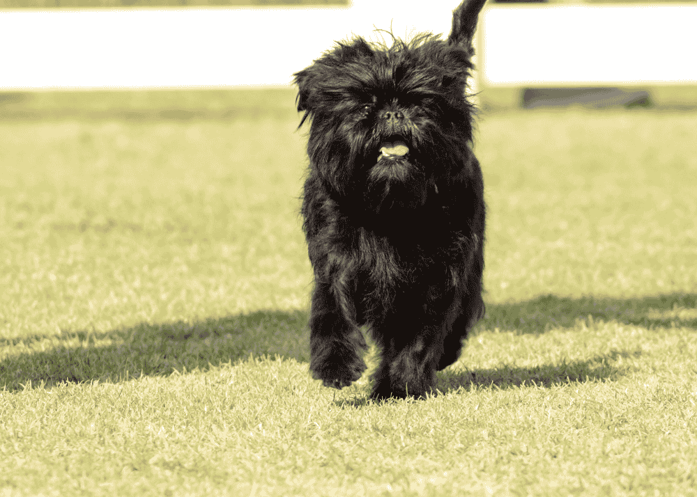 Affenpinscher dog