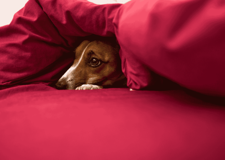 Dog under the cover