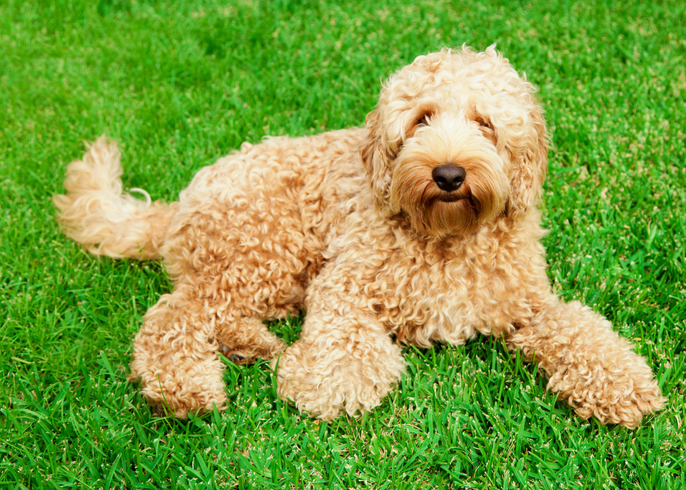 Hypoallergenic Dogs That Don’t Shed a Lot