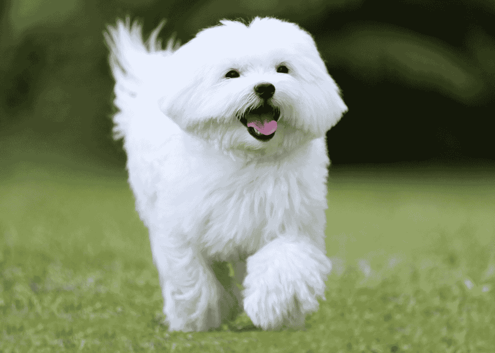 Maltese dog