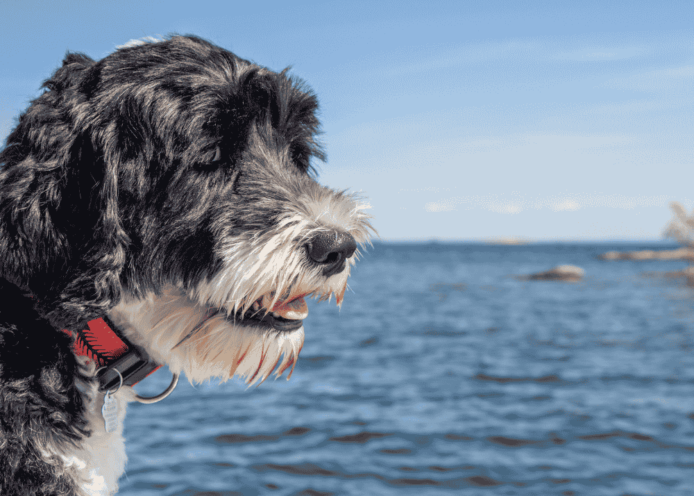 Portuguese Water Dog