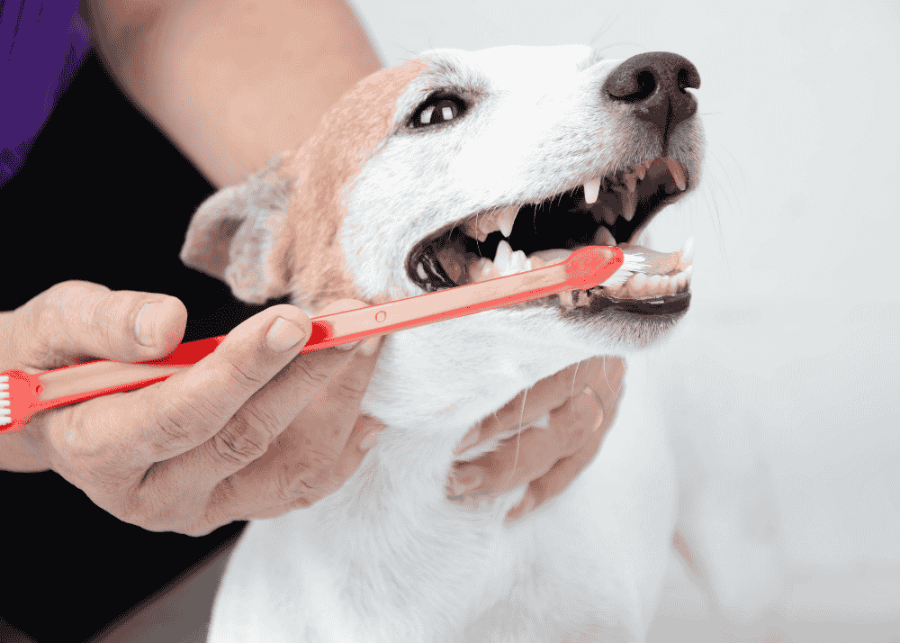 Dental Problems in Dogs: Why Oral Care Matters for Your Pets