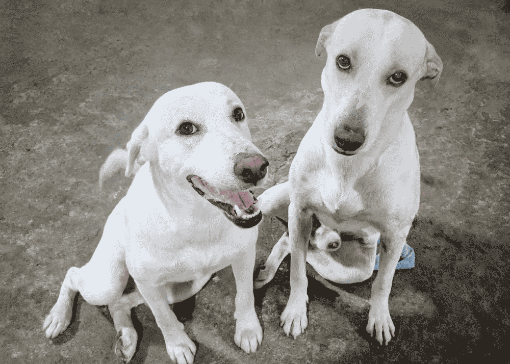 Understanding Aspins: The Hunting Skills of the Filipino Dog Breed